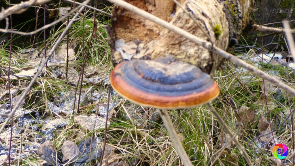 Fungus